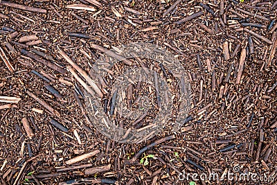 Background of brown dried branches and leaves of pricky wood weed scattered all over the ground. Stock Photo