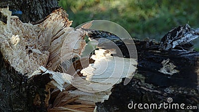 Background in brown tones. Ecology. Broken tree. Close-up. Stock Photo