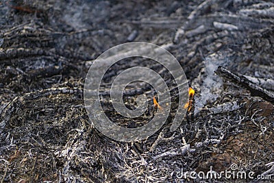 Background of burning branch and leaf ,dying bonfire with some ashes Stock Photo
