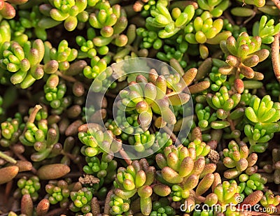 Background, Cactus succulent plant Stock Photo