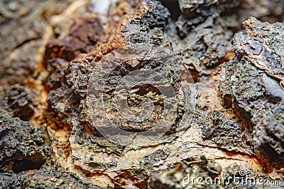 Background with a close-up of the bark of a tree heavily damaged Stock Photo