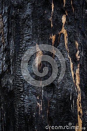 Background, close-up of burned wood. Charred tree, burnt wood texture Stock Photo