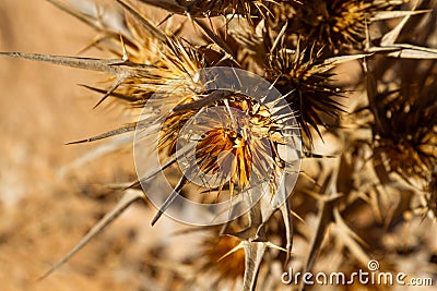 Dry plant in Sahara desert. Stock Photo