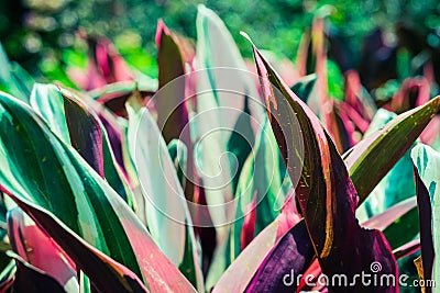 Background close up plants in garden natural colors Stock Photo