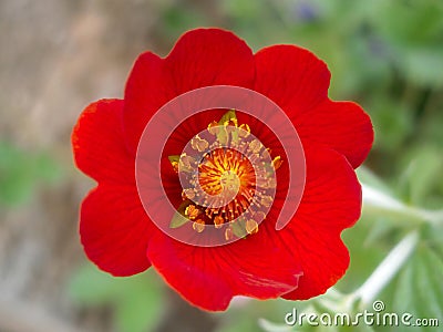 Beautiful bright red spring strawberry flower. Stock Photo