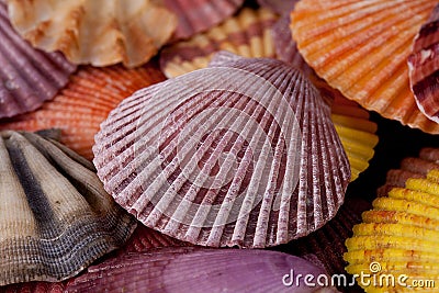 Background of collection of various colorful seashells Stock Photo