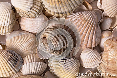 Background of collection of various sea shells , close up Stock Photo