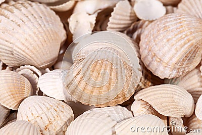 Background of collection of various sea shells , close up Stock Photo