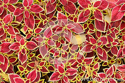 Background of a lot of red plants Stock Photo