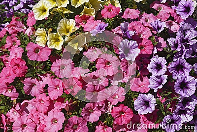 Background of colorful multicolored beautiful decorative flowers Stock Photo