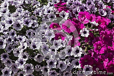 Background of colorful multicolored beautiful decorative flowers petunia Stock Photo