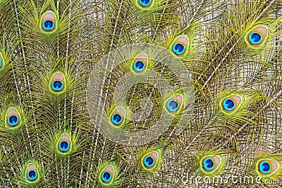 Background from colorful peacock feathers - detail, wallpaper Stock Photo