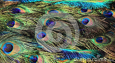 Background of peacock feathers symbolizing showing off and boasting Stock Photo