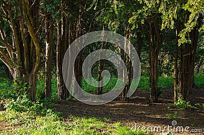 Background of coniferous trees in dense forest Stock Photo