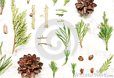 Background of coniferous trees. Type of flat Stock Photo