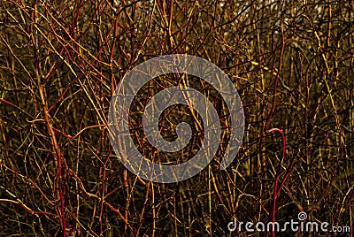 Background: a continuous interweaving of bare branches of a winter bush Stock Photo