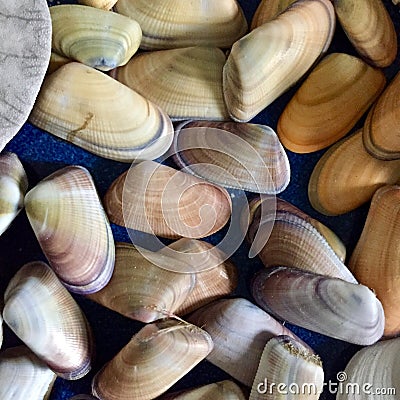 Coquina shells Stock Photo