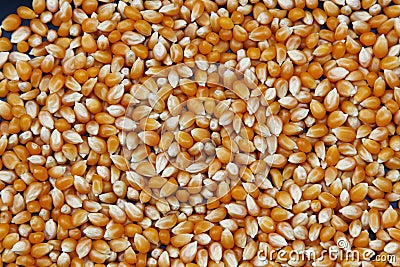 A background of corn kernels Stock Photo