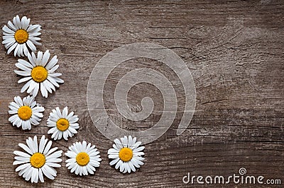 Background of daisies on an old wood board Stock Photo