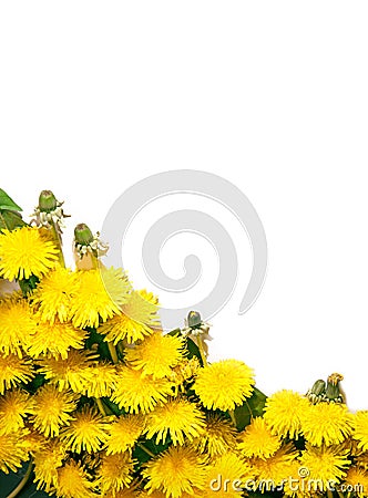 Background of dandelions Stock Photo