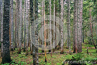 Background of dense forest with many trunks of coniferous trees Stock Photo