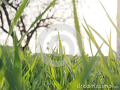 Background for the design grass is very close, blurred, natural background for the product Stock Photo