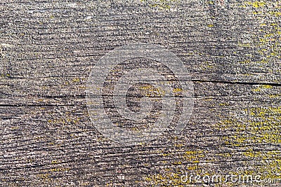Background for design. Old wooden board with moss Stock Photo
