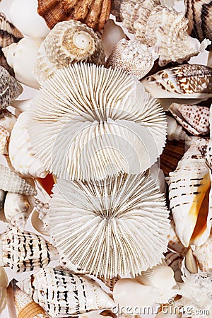 Background of from different types of sea shells Stock Photo