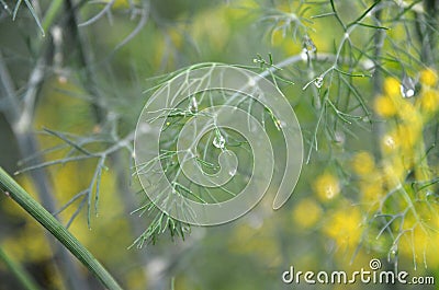 Background with dill umbrella closeup. Garden plant Stock Photo