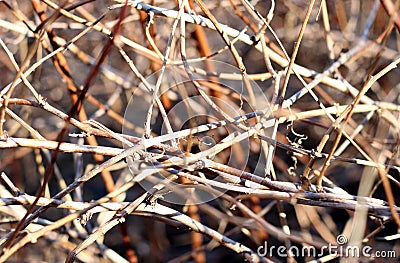 Background of dried twigs Stock Photo