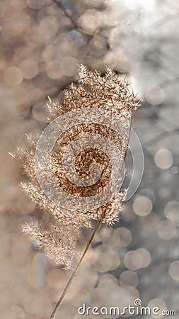 Background of dry fluffy sprig of grass close-up with bokeh effect. Vertical frame Stock Photo