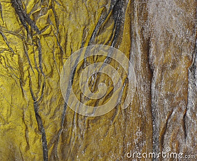 background, dry seaweed Dashi Kombu Stock Photo