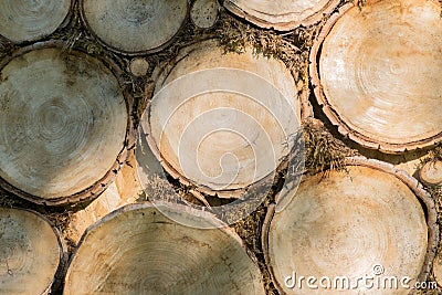 Background of dry trees logs Stock Photo