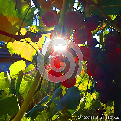 Background of elements of nature. Grape and Solar Extravaganza Stock Photo