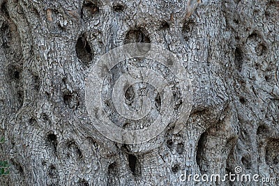 Background of embossed textured wood with holes, old olive tree Stock Photo