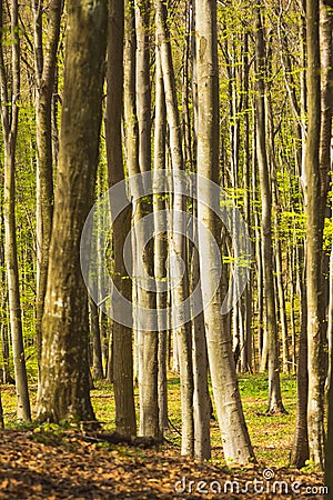 Background with fallen leafs and trees Stock Photo