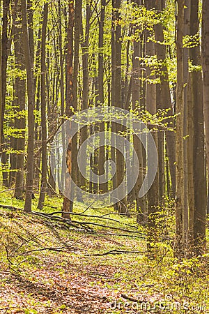 Background with path, fallen leafs and trees Stock Photo