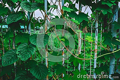 The background of the fence with the tree vine . Stock Photo