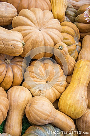 Background filled with different pumpkins. Autumn outdoor decoration Stock Photo