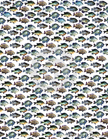 Background fishing pattern with a pan fish collage Stock Photo