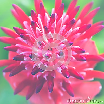 Background Flower Aechmea fasciata Pink Stock Photo