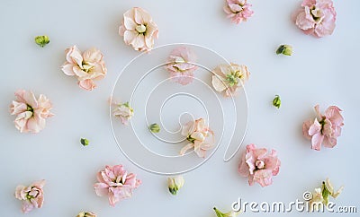 Background with flowers and buds. pink flowers on a white background Stock Photo