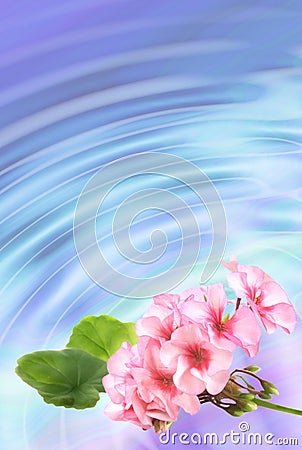 Background with flowers geranium Stock Photo