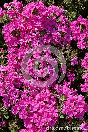 Oxalis corymbosa Stock Photo