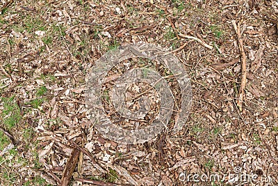 Background of forest floor with wood chips, sprigs, leafs, grass and pine cones Stock Photo