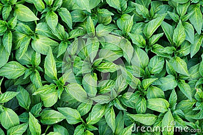 Background formed with green flower petals Stock Photo