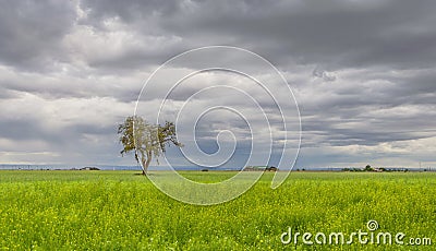 Background formed by a landscape of green grass, cloudy sky and lonely tree. Stock Photo