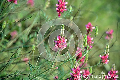 A background formed by pink flowers Stock Photo