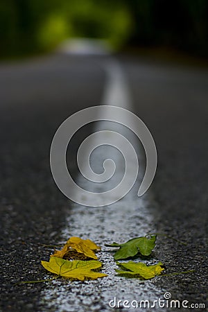 Background of four different color of leaves on an asphalt road Stock Photo