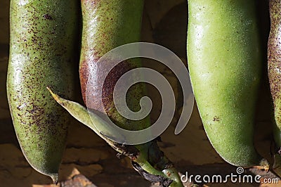 Background . Fragments of ripe green bean pods with brown spots are illuminated by the bright sun. Stock Photo
